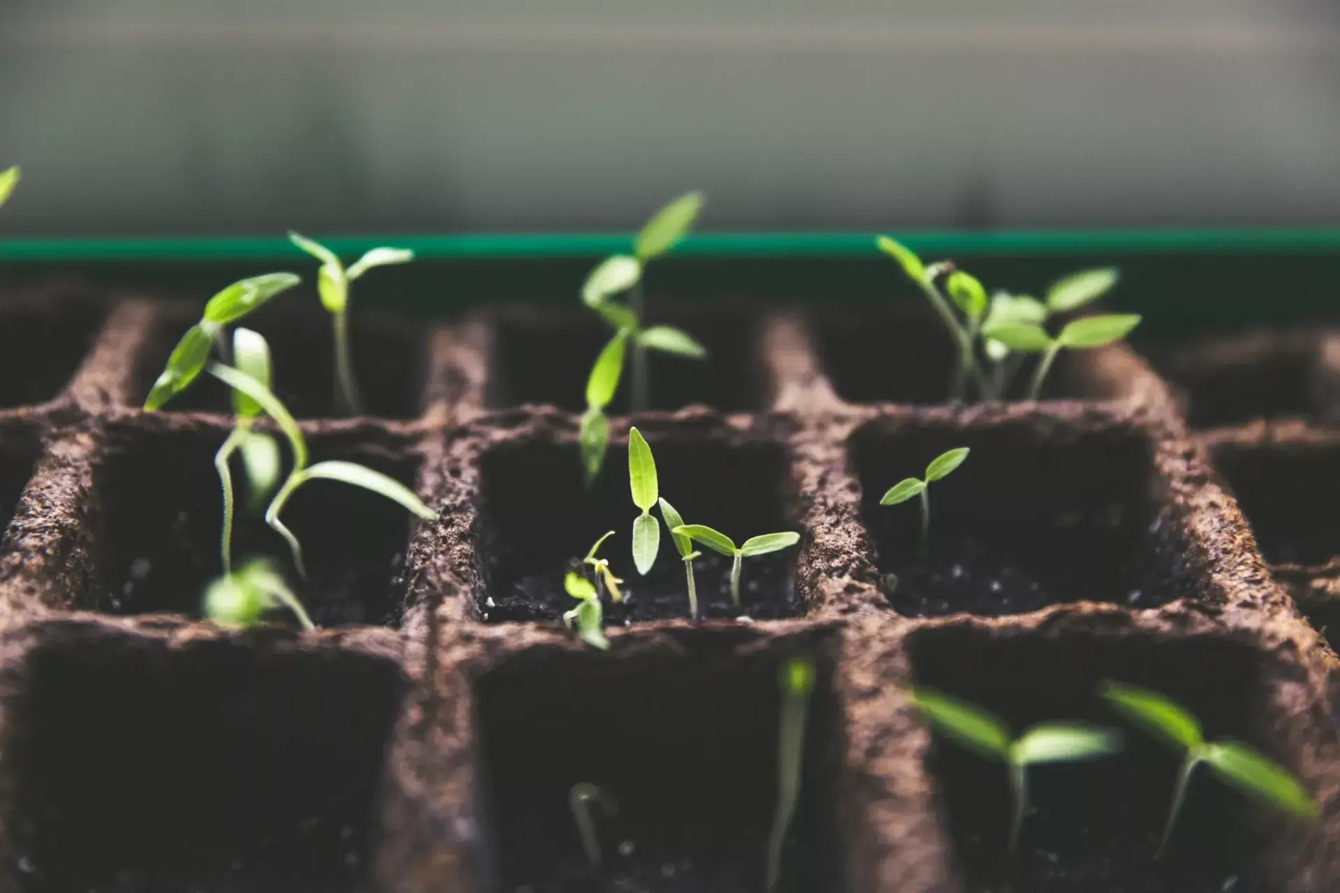 Scaling Your Business: Sustainable Business Growth Strategies