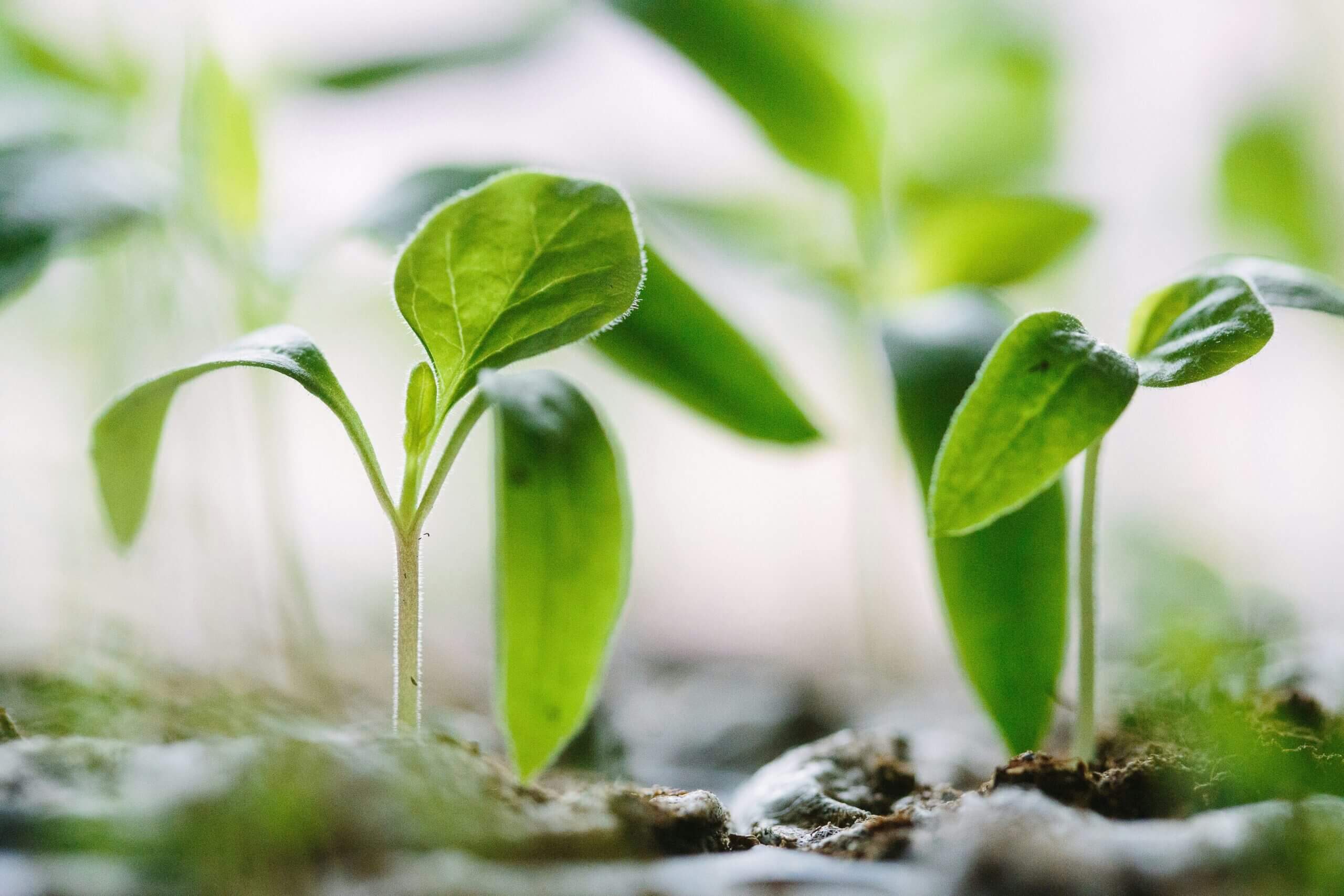 Meet The Chief Growth Officer: An Emerging Function